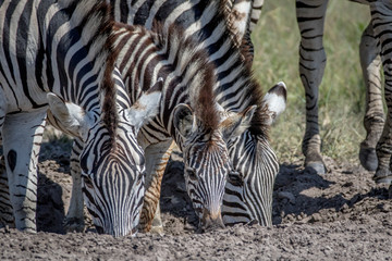 Fototapeta na wymiar Three Zebras drinking in Chobe.