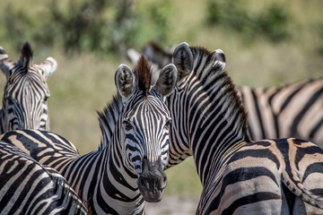 Zebra starring at the camera in Chobe.