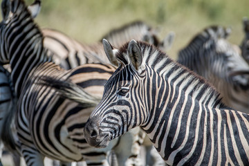 Fototapeta na wymiar Side profile of a Zebra in a herd.