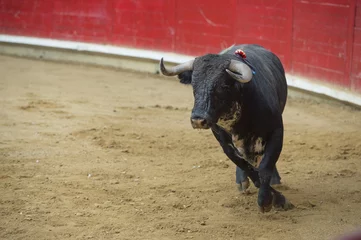 Photo sur Plexiglas Tauromachie  Bull in a bullring.