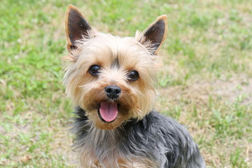 ヨークシャテリア