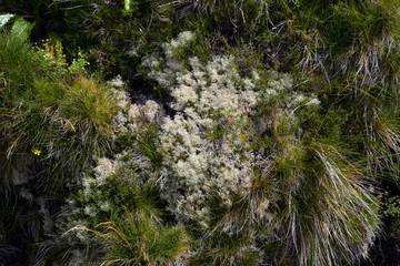 Peak of Pico da Vara (azores)