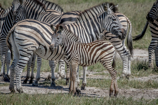 Zebra calf in between the herd.