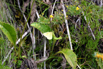 Peak of Pico da Vara (azores)