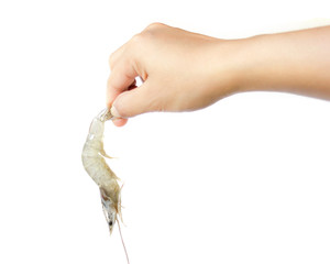 Hand holding one shrimp isolated on white background