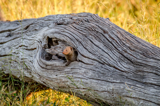 Dwarf mongoose hiding in a tree trunk.