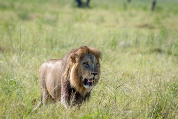 Big male Lion walking in the grass.