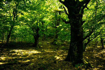 trees, forest and mountain. travel and sightseeing