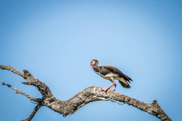 Spur-winged goose sitting on a branch.