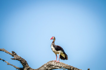 Spur-winged goose sitting on a branch.