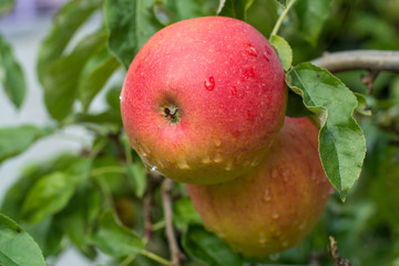 Big red ripe apples on the apple tree, ready to harvest