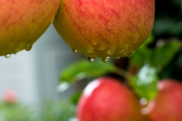 Big red ripe apples on the apple tree, ready to harvest