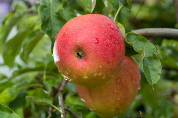 Big red ripe apples on the apple tree, ready to harvest