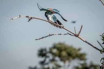 Lilac-breasted roller flying away.