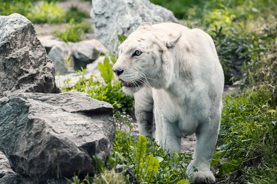 White tiger walking 2