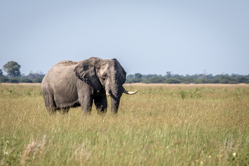 Elephant bull standing in the high grass.