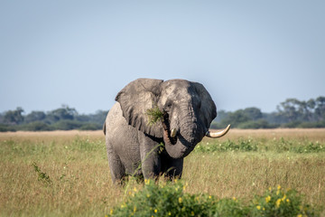 Fototapeta na wymiar Elephant bull standing in the high grass.