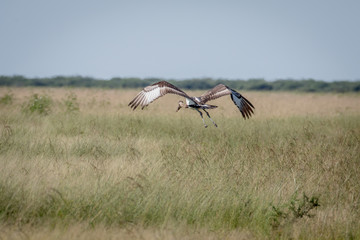 Juvenile Saddle-billed stork flying away.
