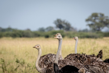 Close up of a group of Ostriches.