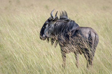 Blue wildebeest standing in the grass.