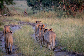 Pride of Lions walking away from the camera.