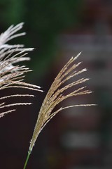 ススキの穂