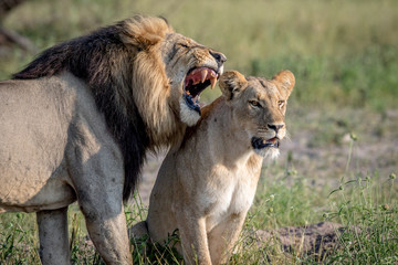 Lion mating couple standing in the grass.