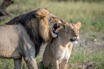 Lion mating couple standing in the grass.