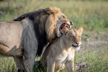 Lion mating couple standing in the grass.