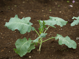 ブロッコリー畑