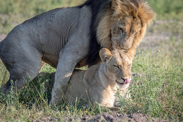 Lions mating in the grass in Chobe.