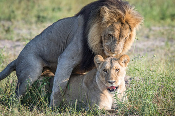 Lions mating in the grass in Chobe.