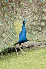 Obraz premium peacock