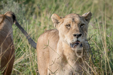Lion standing in the high grass and starring.