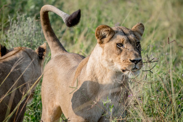 Lion standing in the high grass and starring.