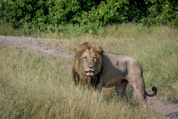 Big male Lion standing in the grass.
