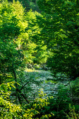 trees, forest and mountain. travel and sightseeing