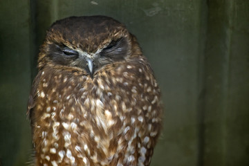 boobook owl