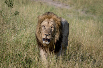 Big male Lion walking towards the camera.