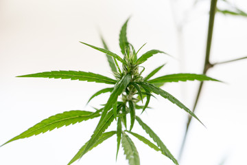 Cannabis indica, formally known as Cannabis sativa forma indica, is an annual plant in the Cannabaceae family. 