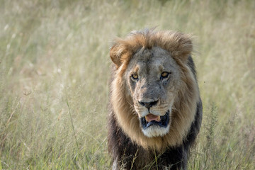 Big male Lion walking towards the camera.