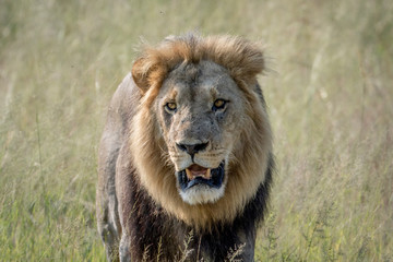 Big male Lion walking towards the camera.