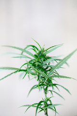 Obraz premium Cannabis indica, formally known as Cannabis sativa forma indica, is an annual plant in the Cannabaceae family. 