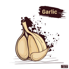Sketch of garlic draw colors