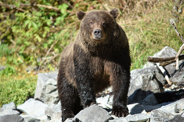 Fototapeta premium GRIZZLI - ALASKA 