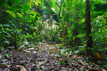 Jungle footpath through lush tropical vegetation, Costa Rica, Central America