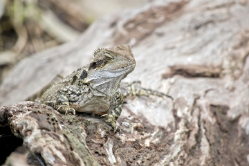 water dragon lizard