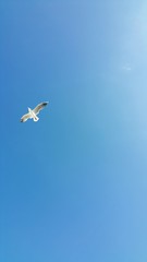 Möwe fliegt am blauem Himmel, 