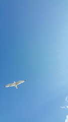 Möwe fliegt am blauem Himmel, 