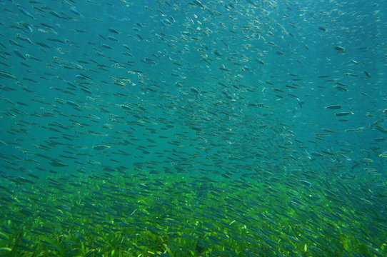 Underwater school of small fish over grassy seabed, Atlantic ocean, Florida